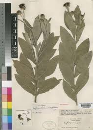 Image result for Erythrocephalum albiflorum