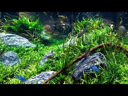 View the best aquarium decorations deals on the market! Aquarium Decorating Tips Youtube
