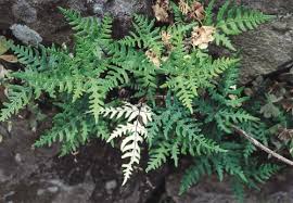 Image result for Cheilanthes perlanata