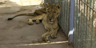 Kebun binatang dan taman wisata. Dokter Hewan Tangani Singa Kurus Kering Karena Kelaparan Di Kebun Binatang Sudan Merdeka Com