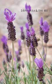Lavandula The Bee Lavender Lavandula Planting Flowers Lavender