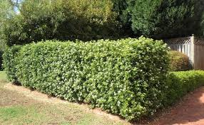 Commonly known as orange jessamine, it is a popular plant. Horticulture Archives Page 2 Of 3 Reds Landscaping