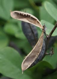 False Indigo I Think Milkweed Seeds Seed Pods Seed Pots