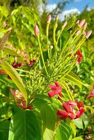 Image result for Combretum indicum