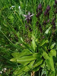 Image result for Swertia welwitschii