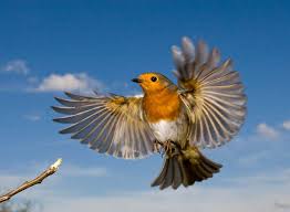 The best selection of royalty free flying robin vector art, graphics and stock illustrations. Pin By 2u2 On Roodborsten Birds Flying Photography Flying Photography Bird Photography