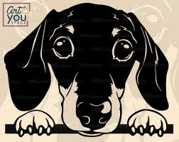 Black And White Dachshund Face Clipart Dachshund Svg Doxie Svg Dog Svg Cricut Funny Dachsh Etsy Dachshund Art Dog Face Dog Drawing