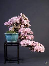 The bonsai tree is more than just a gardening experiment. Top 10 Flowering Bonsai Trees Bonsai Empire