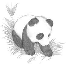 From the hips, a long, curved stretch surrounds the front body. Drawing Of A Panda Cute Panda Drawings In Pencil Amazing Wallpapers Panda Drawing Panda Sketch Bear Drawing
