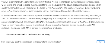 Solved You Will Experiment With Alcohol Fermentation In T Chegg Com
