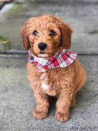 Small oregon family breeder focusing on the best care and the best. Labradoodle Puppies In Oregon Top 5 Breeders 2021 We Love Doodles