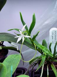 Image result for Angraecum calceolus