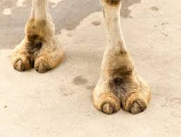 Winds blow sand all around, so a camel has long eyelashes. Festive Animal Facts Camel Vs Reindeer