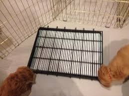 Smeraglia goldendoodle puppies are started on nuvet plus vitamins before they go home. Potty Training Your Goldendoodle Puppy Tips Goldendoodle Breeder Ny Goldendoodle Puppies Ny Mini Sheepadoodle Puppies Doodles By River Valley Doodle Puppies