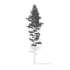 Pine Tree 3d Model 25m 3d Model Ad Tree Pine Model 3d Tree 3d Model Tree