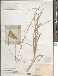 Image result for Chloris pilosa