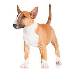 terrier dog breeds types of terriers breed info pictures