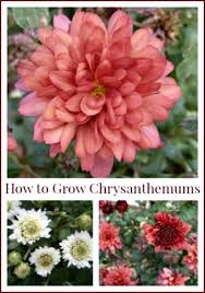 White mums flowers home depot. How To Grow Chrysanthemums In Your Flower Beds Year Round