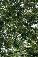 Image result for Shirakiopsis