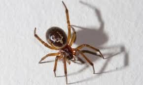 They have no reason to bite us unless they're threatened. False Widow Spiders Aren T Out To Get Us And Their Bite Isn T Dangerous Insects The Guardian