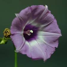 Image result for Ipomoea trinervia