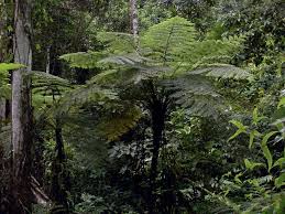 Image result for Cyphostemma obovato-oblongum