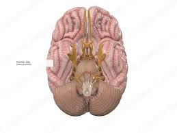 Image result for Frontal Lobe