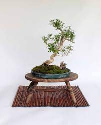 Serissa Snow Rose Bonsai Tree Etsy Bonsai Tree Bonsai Snow Rose
