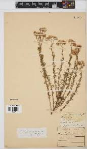 Image result for Nidorella auriculata