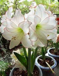 Picotee Amaryllis Modren Villa Beautiful Flowers Flower Garden Plants