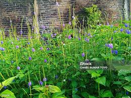 Image result for Stachytarpheta urticifolia