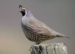 Flies low to the ground. State Bird California State Report