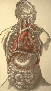 The user can browse between different groups the function of the lungs is to oxygenate blood. Anatomy