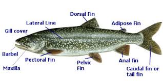 Challenge them to a trivia party! Fish Identification Quiz