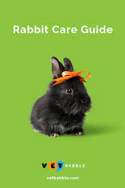 Rabbit Care Caring For Pet Rabbits Vetbabble Pet Rabbit Pet Rabbit Care Pet Insurance For Dogs