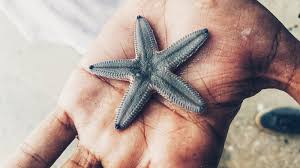 Marine scientists have undertaken the difficult task of replacing the beloved starfish's common name with sea star because, well, the starfish is not a fish. Rapid Evolution Saved Starfish From Melting Disease