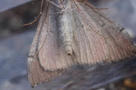 Image result for Aplocera efformata