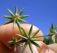 Image result for Strephonema