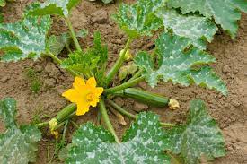Tough skin on zucchini is usually a cultural problem. What S Wrong With My Zucchini Laidback Gardener