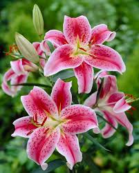 Most good garden centers stock a wide range of lily bulbs that you can plant in the spring to enjoy their blooms in summer. Lily Stargazer Bulbs Buy Online At Farmer Gracy Uk