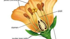 In a flower the female reproductive part is called the pistil. Sepal Flower Part Britannica