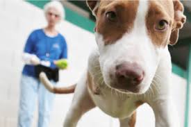 The idea of taking your pet away from his or her familiar surroundings at home for the last time to have euthanasia performed in the cold, clinical setting of a veterinarian's office can be horrifying to you. End Of Life Services Pet Euthanasia Aftercare