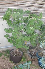 Redbud bonsai bonsai tree cercis canadensis 'don egolf' free shipping. Cercis Canadensis Redbud Bonsai Ace Of Hearts Colorado Rocky Mountain Bonsai Suiseki