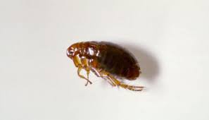 Steam cleaning it might work. 6 Signs Of Fleas In Bed You Can Easily Ignore