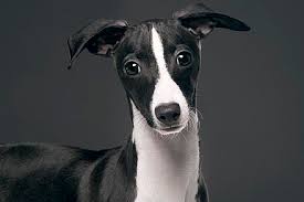 Who are the pretty people in gary gross photos? Garry Gross Wikiwand