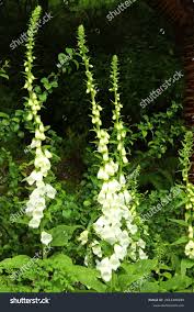 Image result for Digitalis purpurea alba/ red spots