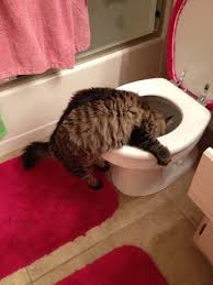 We did not find results for: Cat Hung Over Toilet Seat Drinking From Toilet Bowl Justpost Virtually Entertaining