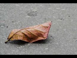 Estas estancias tienen excelentes calificaciones por su. Folha Seca Zico E Zeca Letras Mus Br