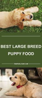 This puppy food for large breeds is amazing, and when it arrives, you might think it looks good enough to try yourself! 10 Best Large Breed Puppy Foods With Our Most Affordable Pick Large Breed Puppy Food Large Breed Dog Food Large Dog Breeds