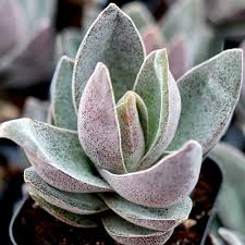 Image result for Crassula alba